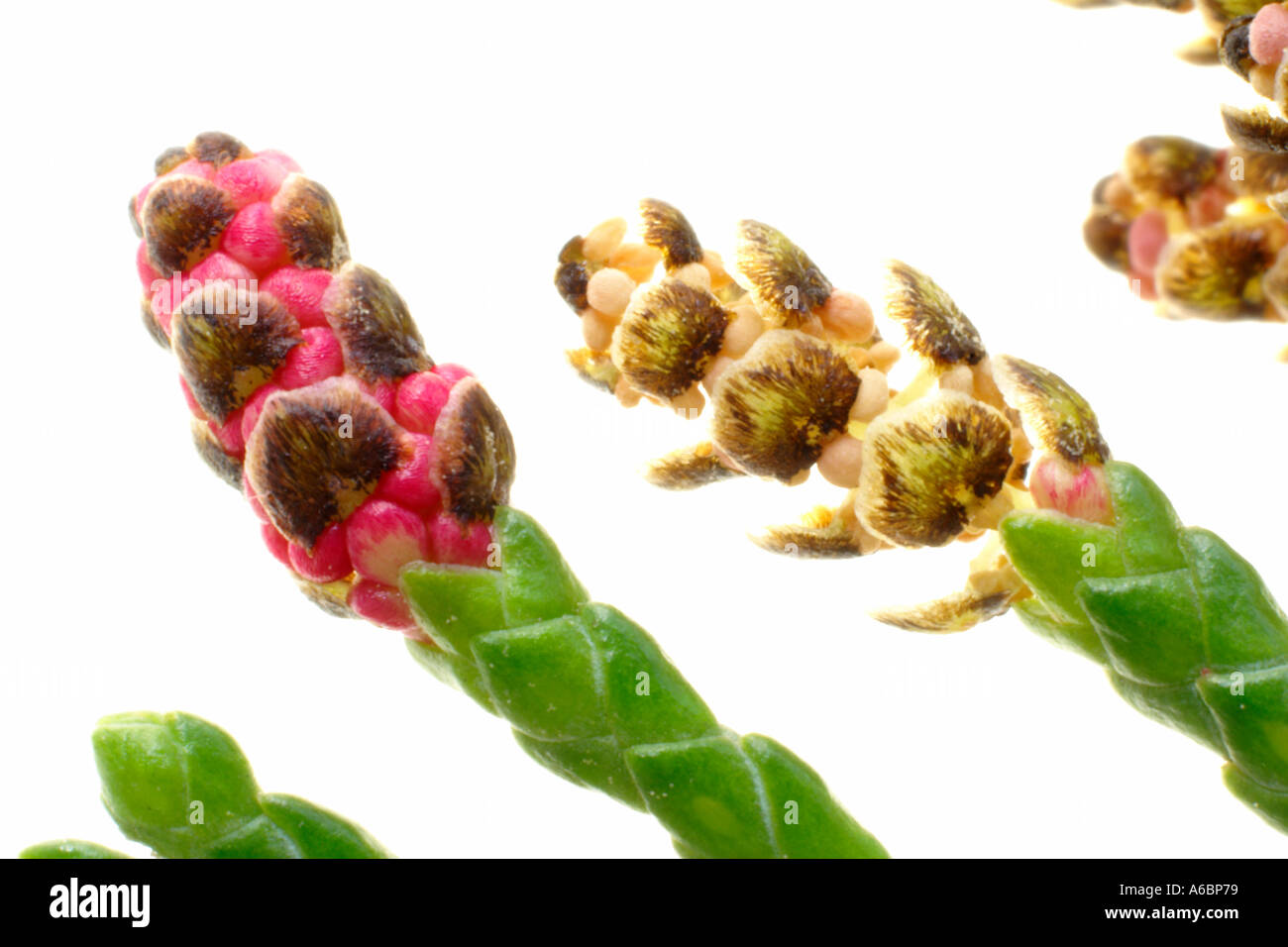 macro image of male cones of false cypress tree Stock Photo