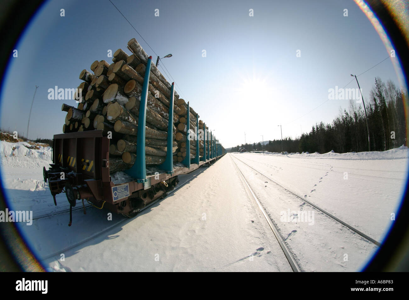 Timber in railroad box cars Stock Photo Alamy