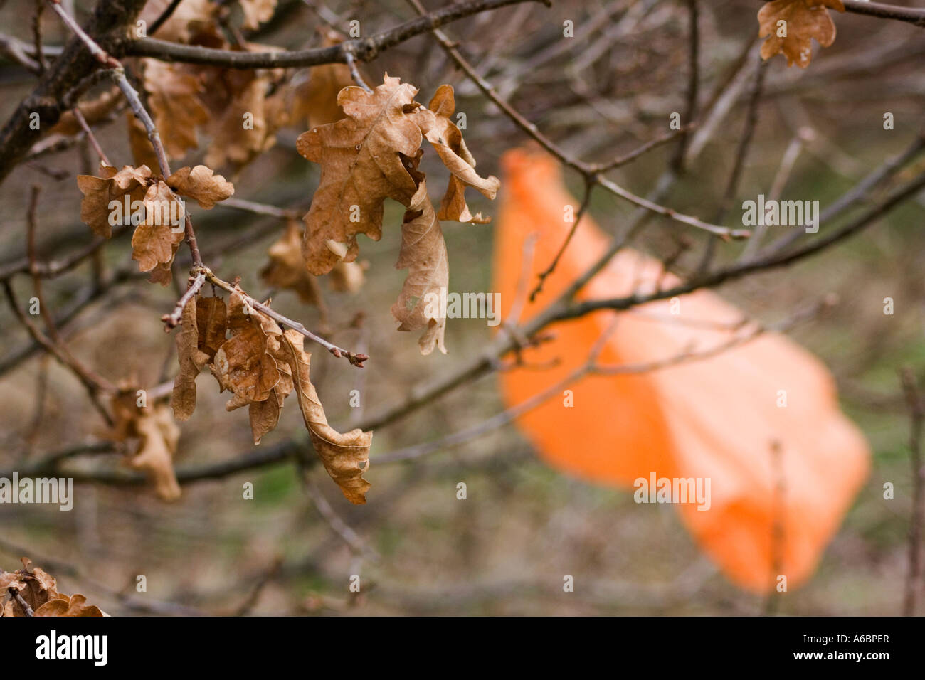 MUTANT. Defocused in the background, a plastic orange bag hangs from a tree, mirroring the shape of the brown leaves. Stock Photo