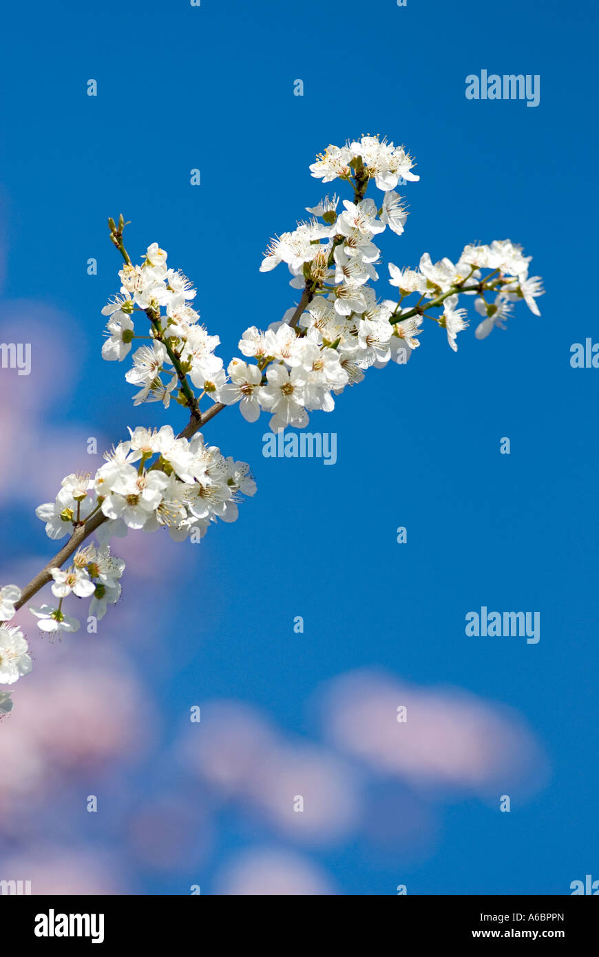 white bloom on a branch of an ornamental shrub in front of a pink shrub out of focus in front of blue sky Blackthorn Stock Photo