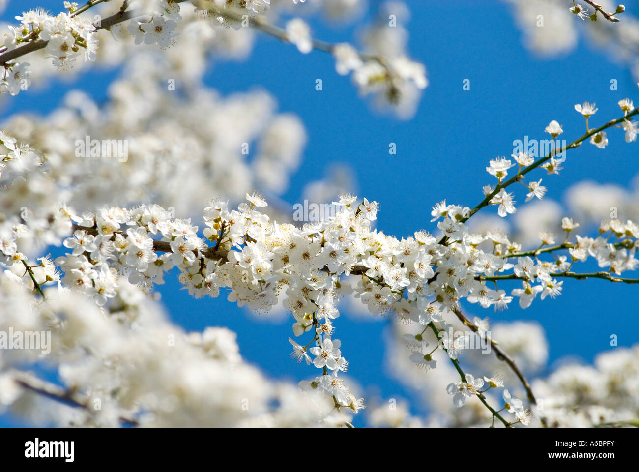 white bloom on a branch of an ornamental shrub in front of blue sky Blackthorn Stock Photo