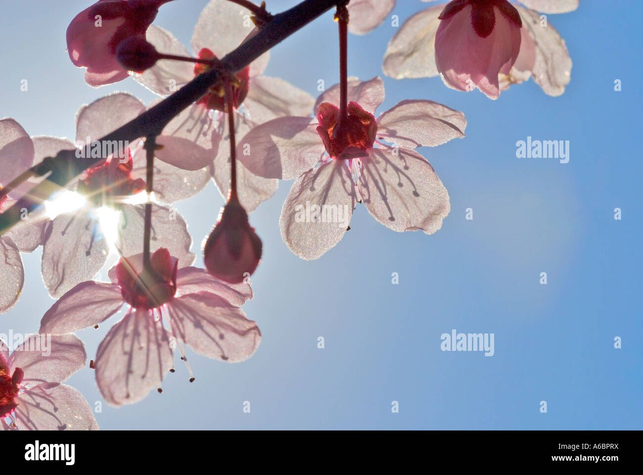 pink blossom in back light on an ornamental shrub Stock Photo - Alamy