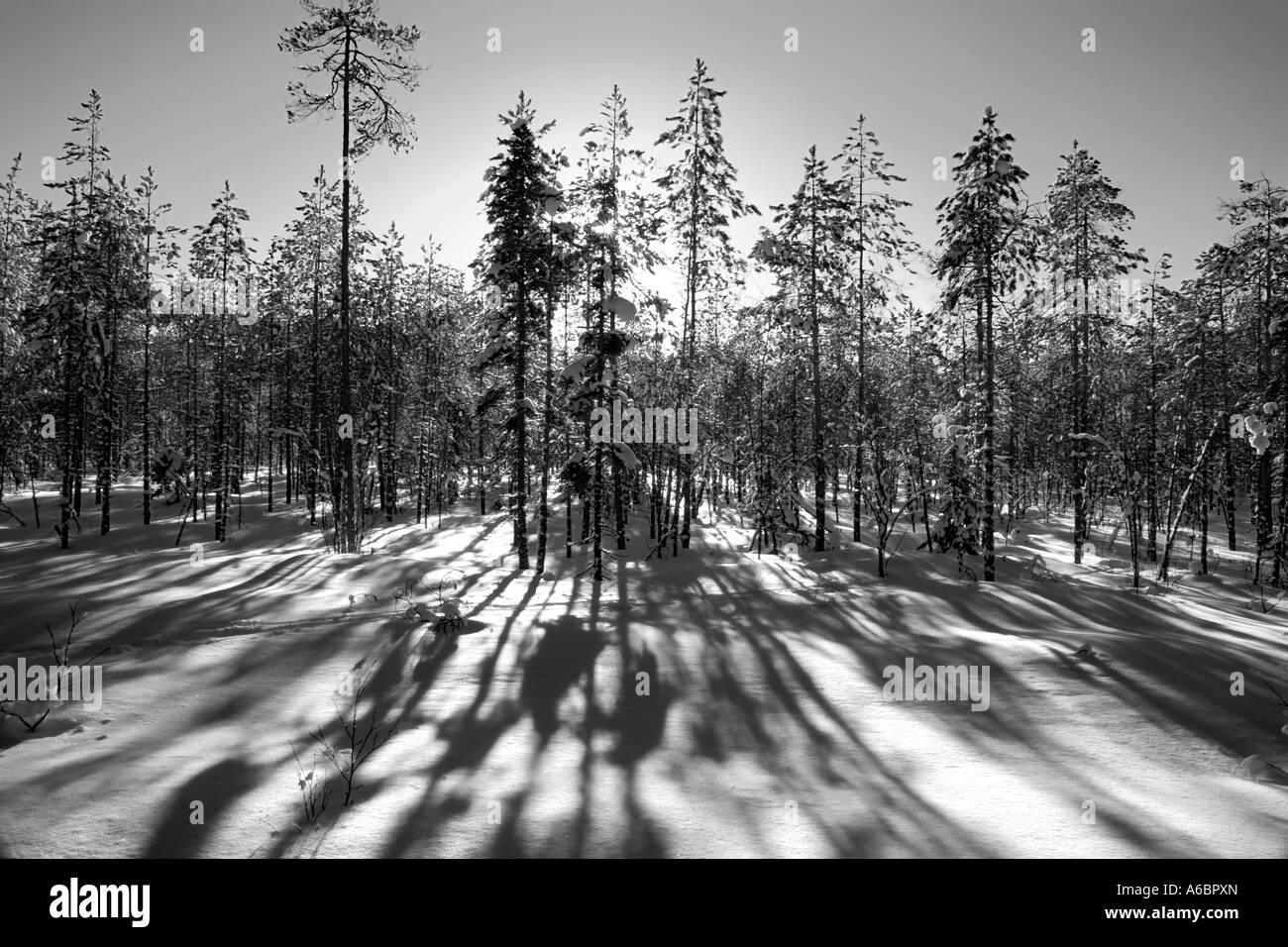 Pine trees in a forest casting long shadows on the ground covered with snow Stock Photo