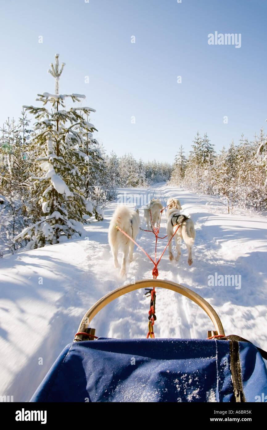 Team of dogs pulling a sled through a Finish forest Finland Stock Photo ...