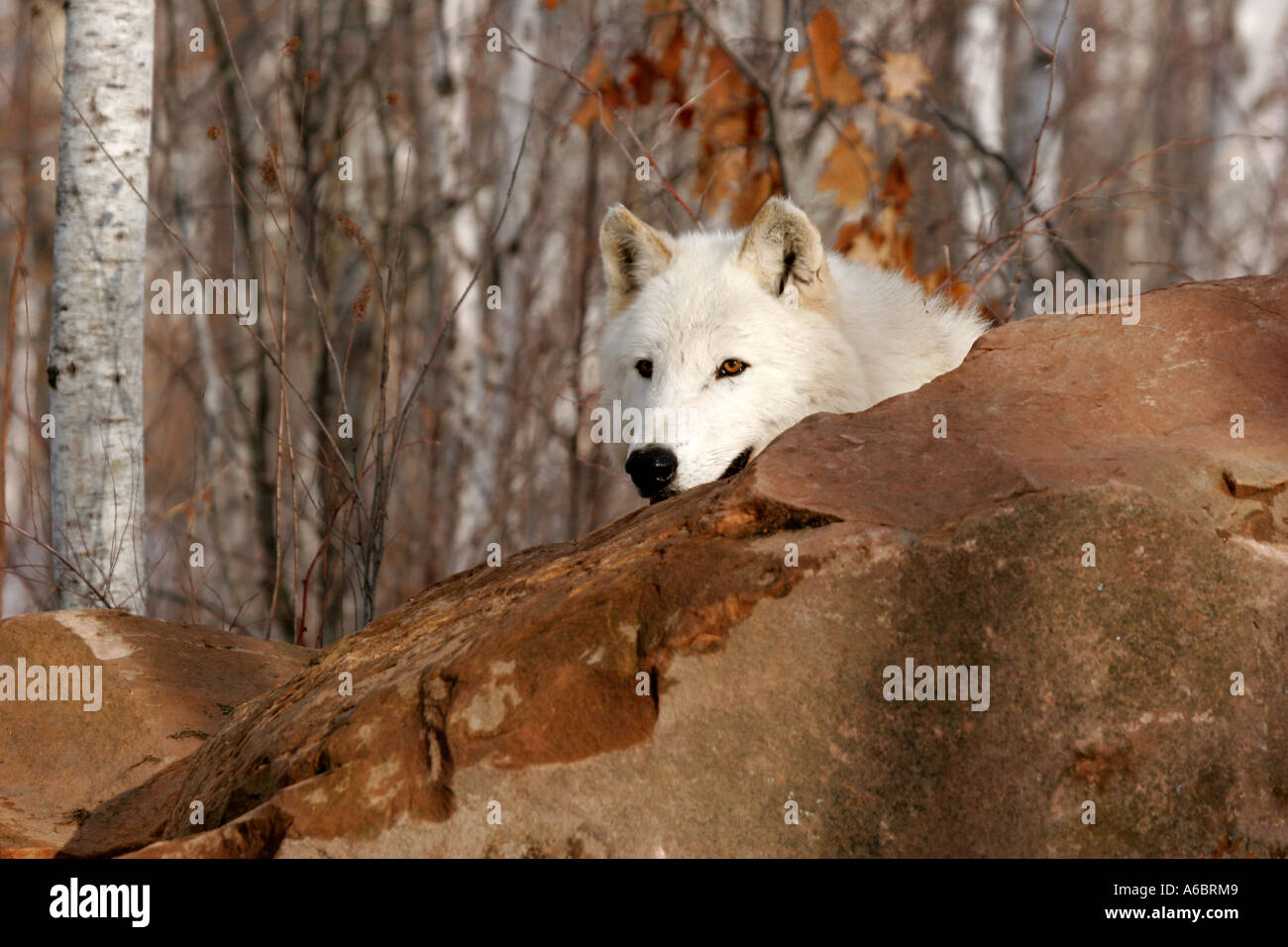 White Timber Wolf behind a rock in Northern Minnesota Stock Photo Alamy