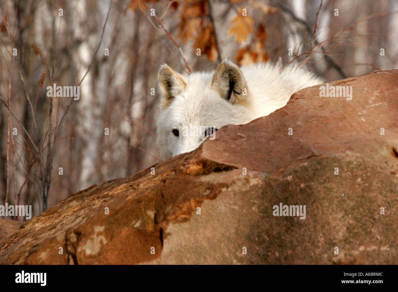 White Timber Wolf behind a rock in Northern Minnesota Stock Photo Alamy