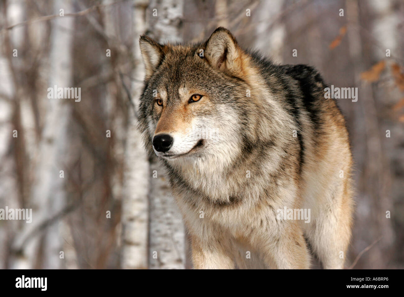Brown Timber Wolf In Northern Minnesota Stock Photo Alamy