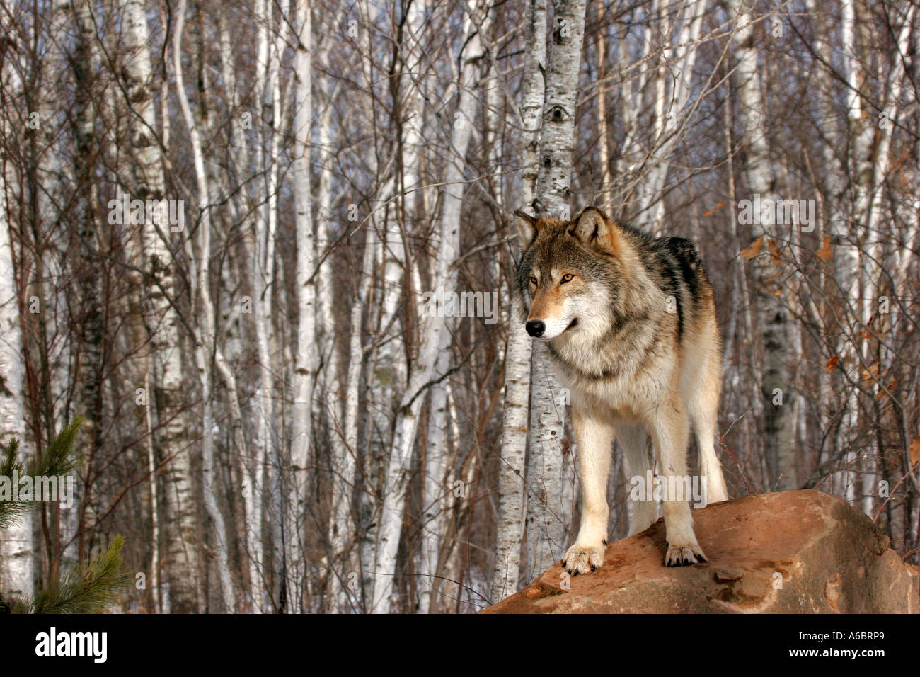 Brown Timber Wolf in Northern Minnesota Stock Photo - Alamy