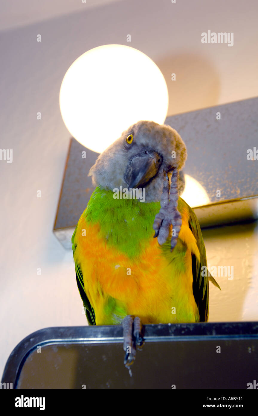 A color vertical photograph of a Senegal parrot perched on a mirror scratching his head with a vanity light bulb behind him Stock Photo