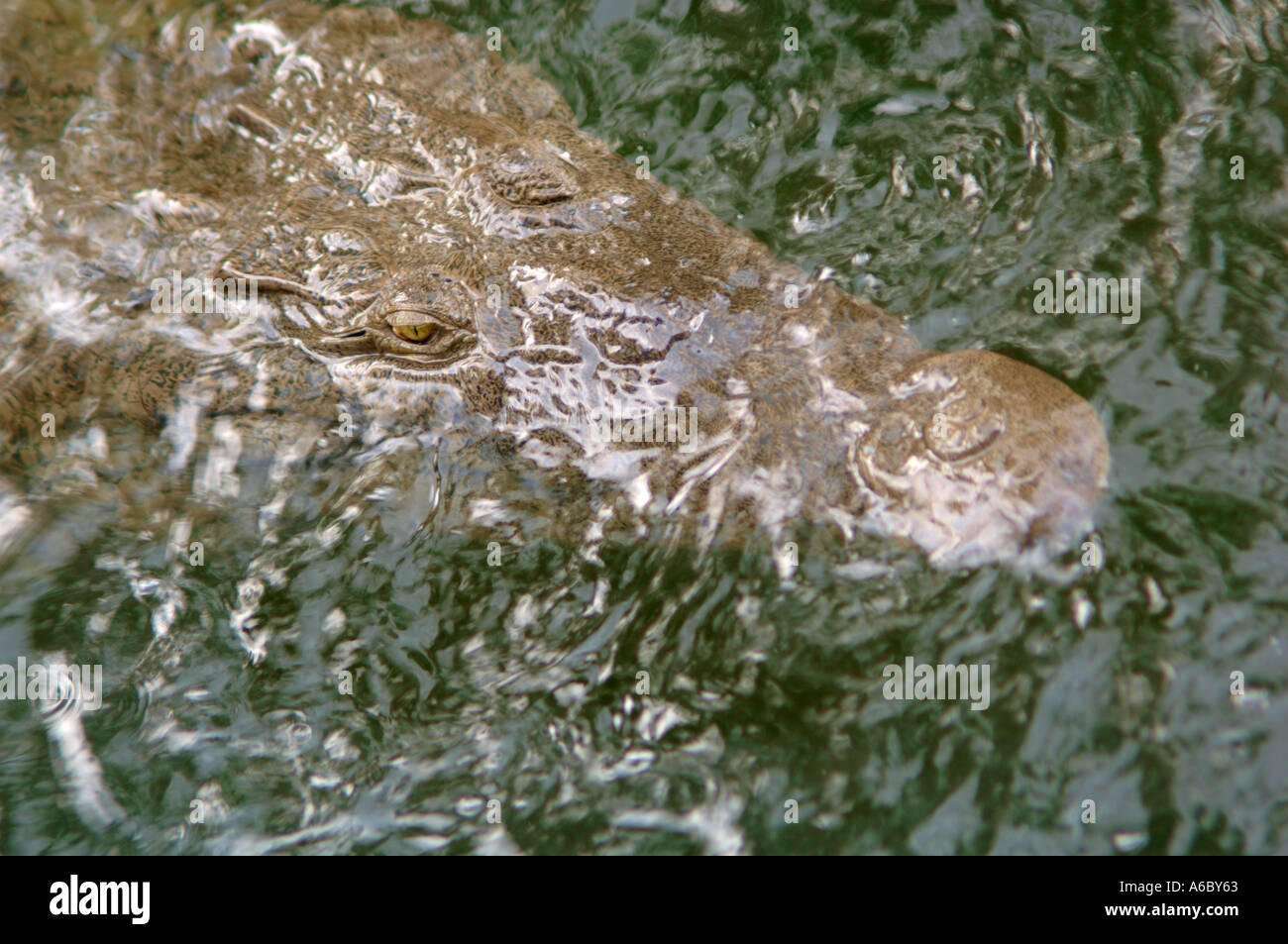 A color horizontal photo of the head of a Jamaican Crocodile in the Black River in Jamaica with its eye open Stock Photo