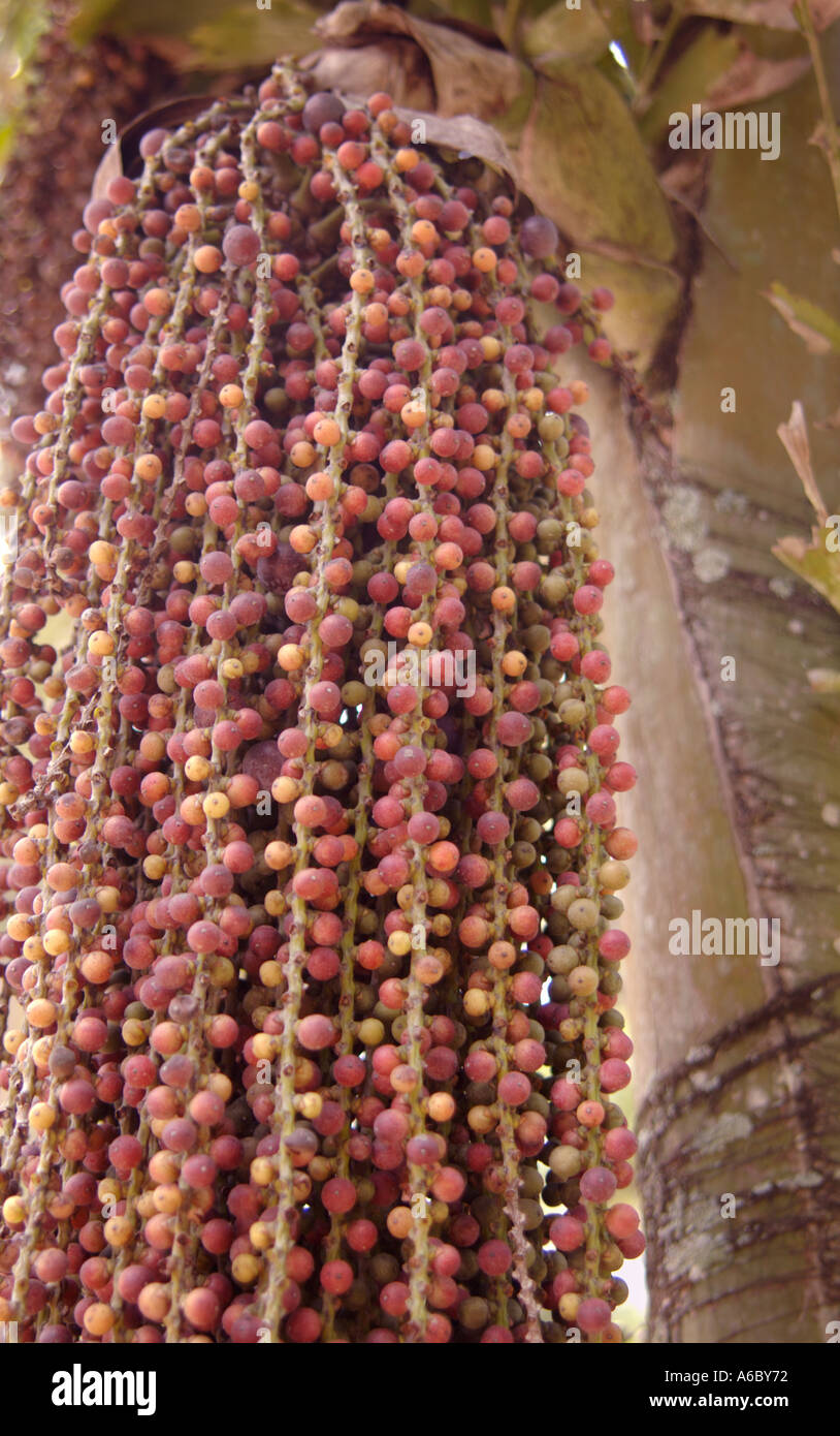 A color vertical photo of the hanging fruit of a Rastaman Palm resembling the dreadlocks of a Rastafarian Stock Photo
