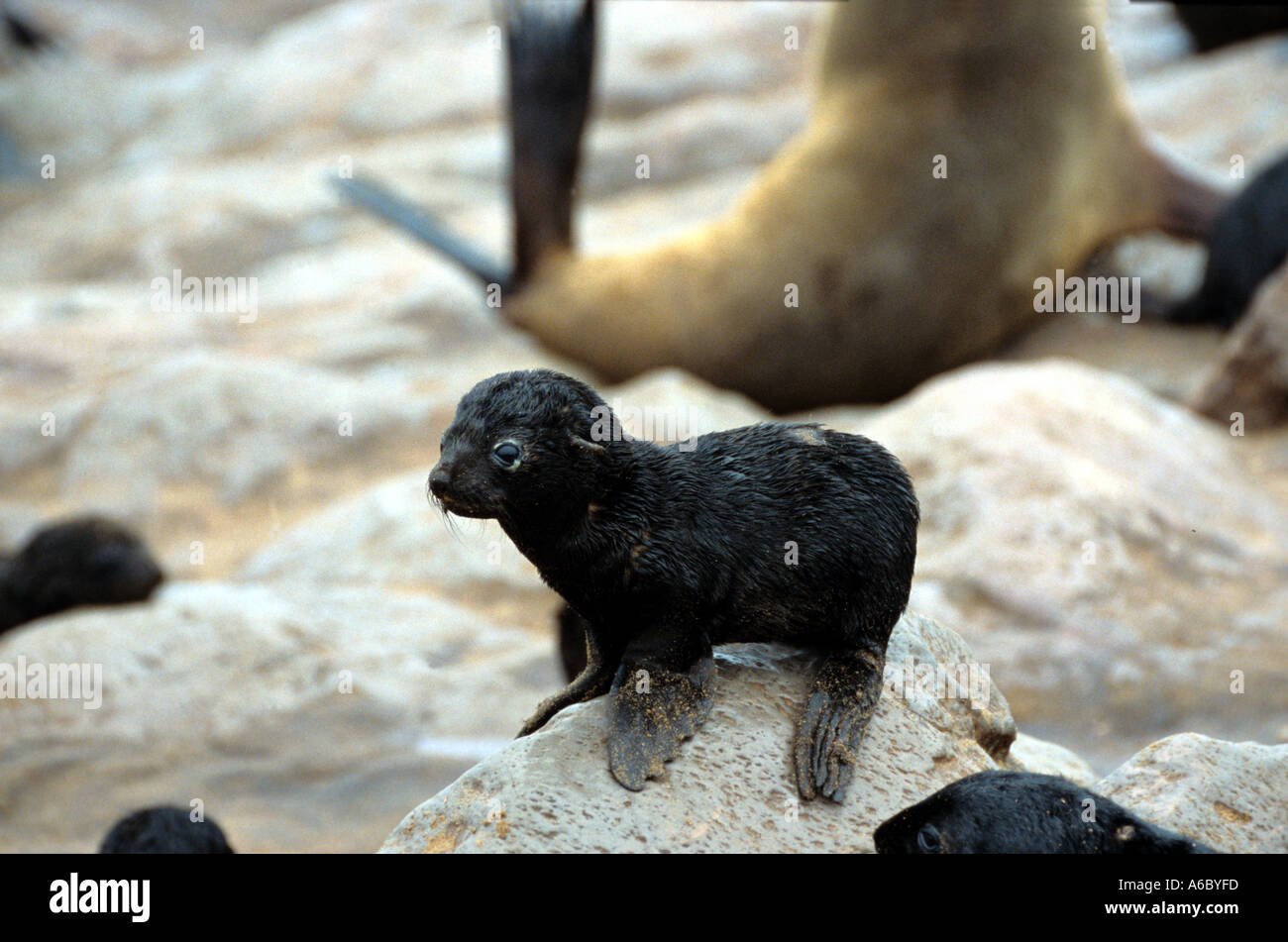 Motherly Love Cape Cross Namibia Stock Photo
