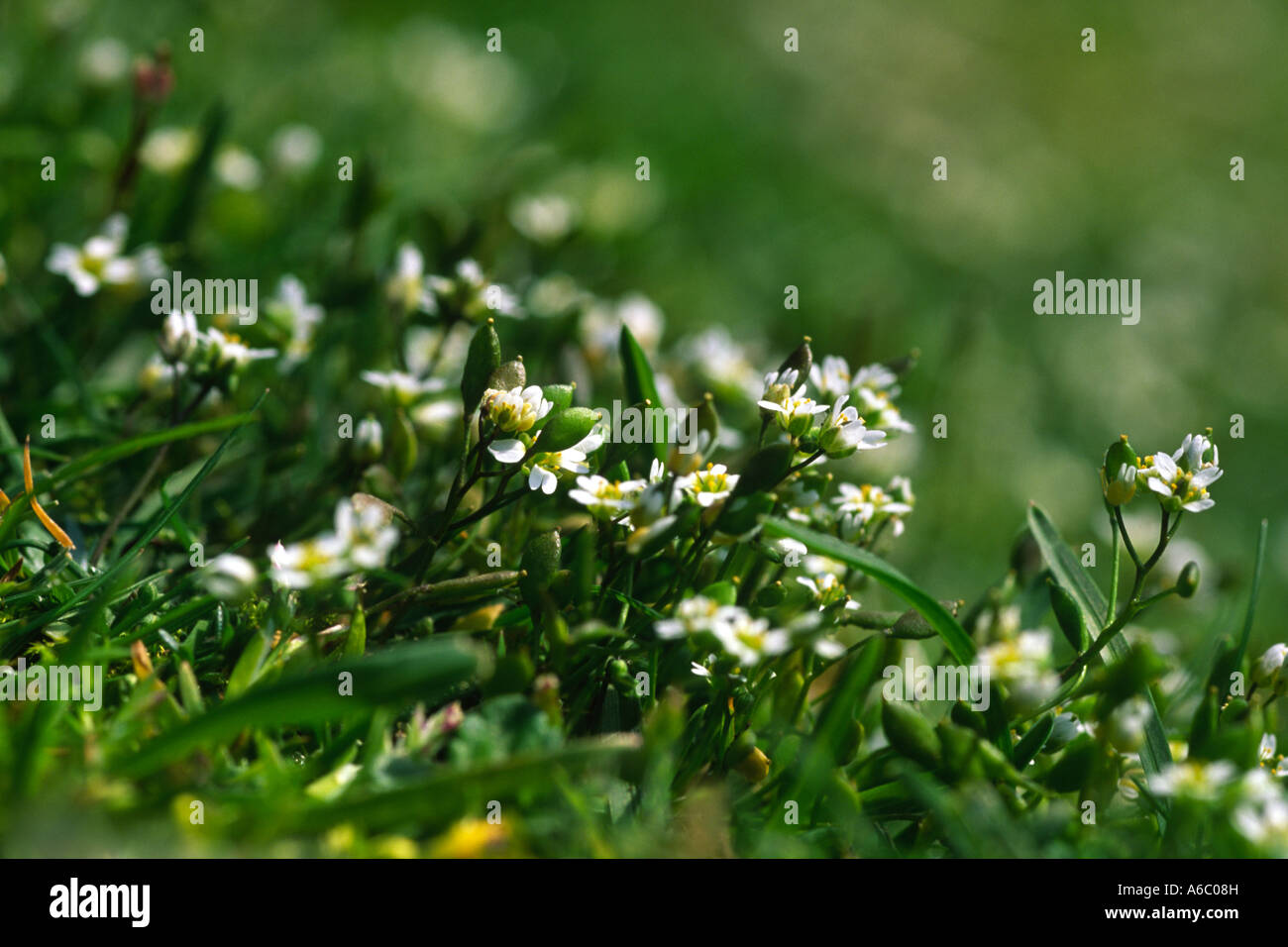 Common Whitlow Grass (Erophila verna) flowering. Powys, Wales, UK. Stock Photo