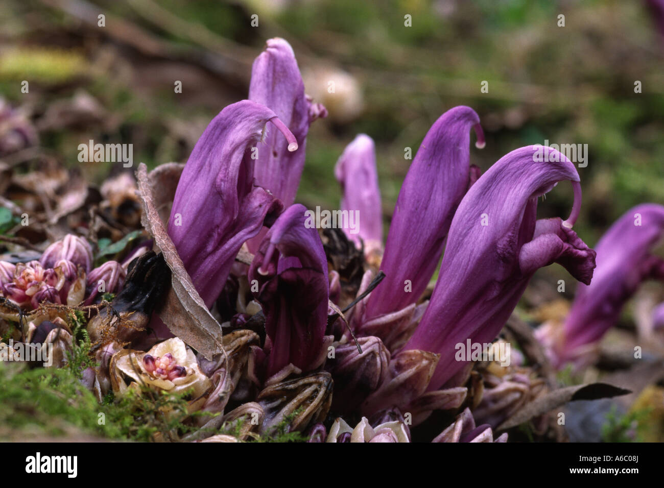 Flowering Purple Toothwort (Lathraea clandestina). The plant is parasitic on the roots of trees. Stock Photo