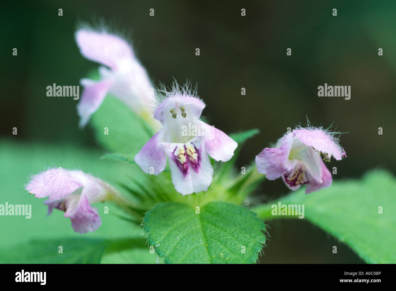Flowering Hemp nettle (Galeopsis sp.). On of a group of similar and variable species. Powys, Wales, UK. Stock Photo