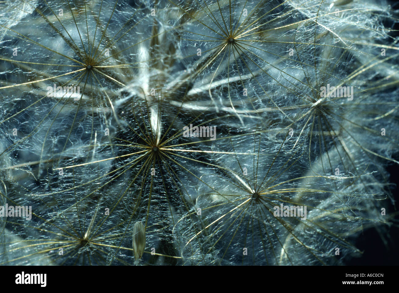 Goatsbeard Roots Goats beard seed hi-res stock photography and images - Alamy