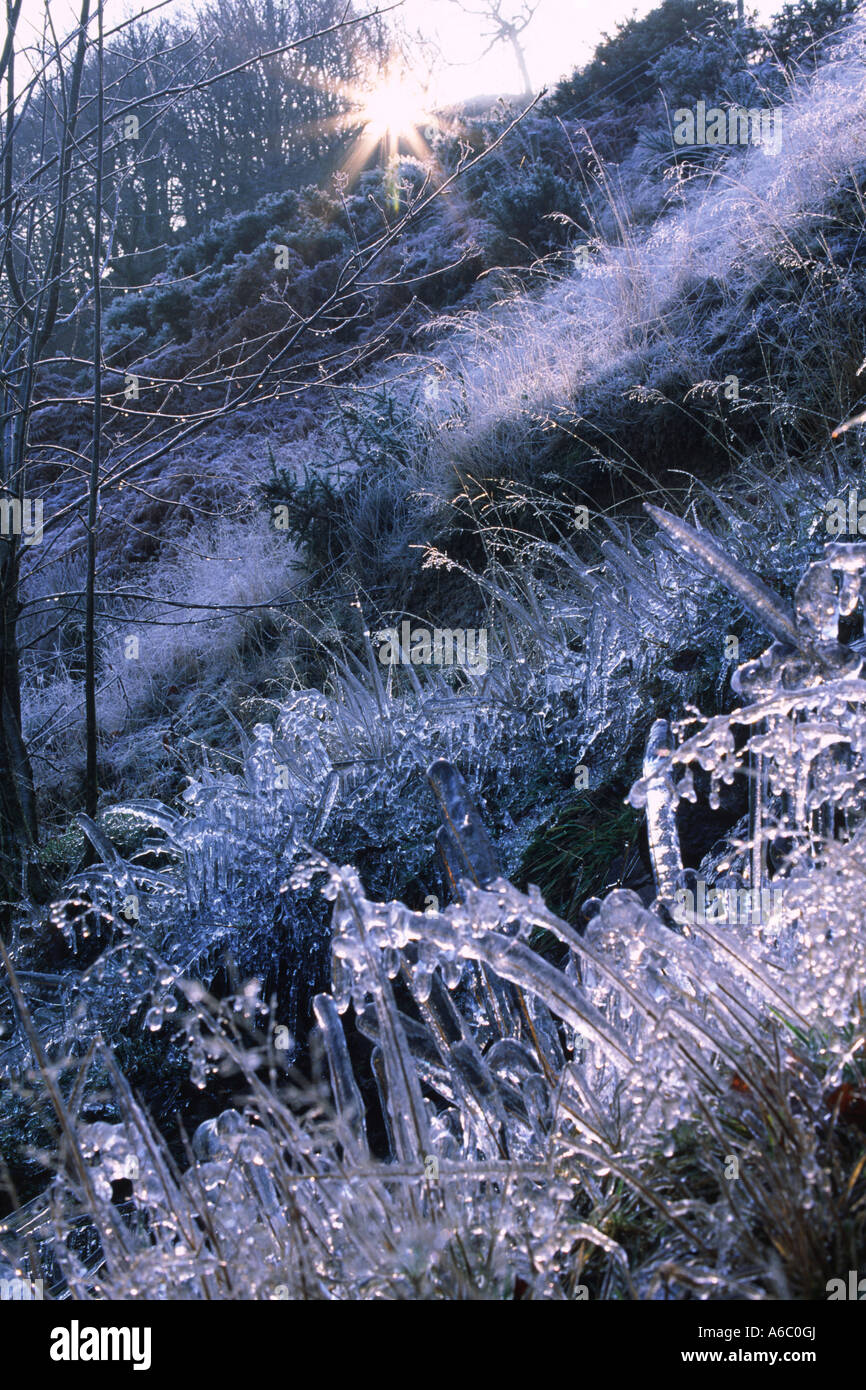 Frost and ice on grasses beside a hill stream. Powys, Wales, UK. Stock Photo