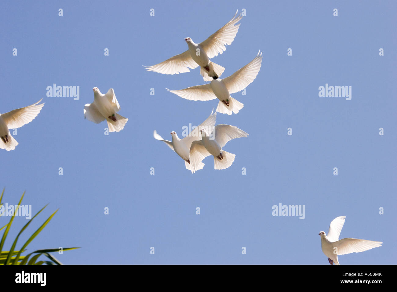 White pigeons seen in flight against a vivid blue sky. Stock Photo