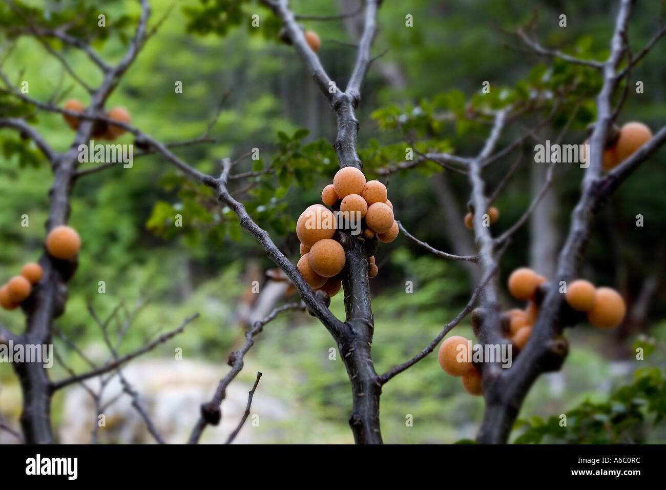Cyttaria hires stock photography and images Alamy