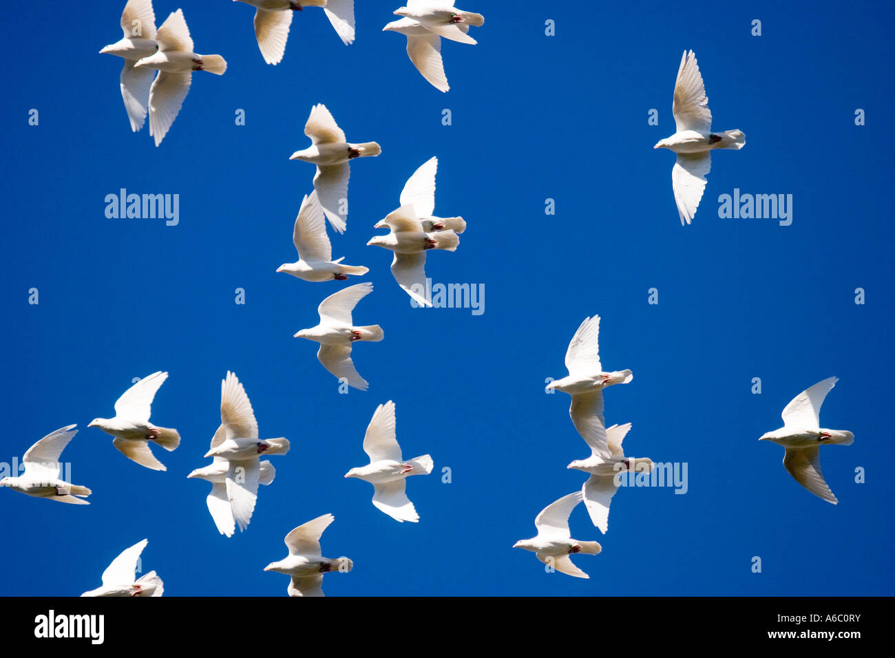 A flock of pure white doves in flight against a deep blue sky Stock