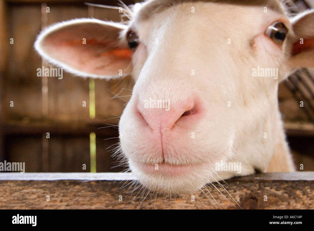 A bright eyed sheep with a pink nose looks with curiosity at the viewer ...