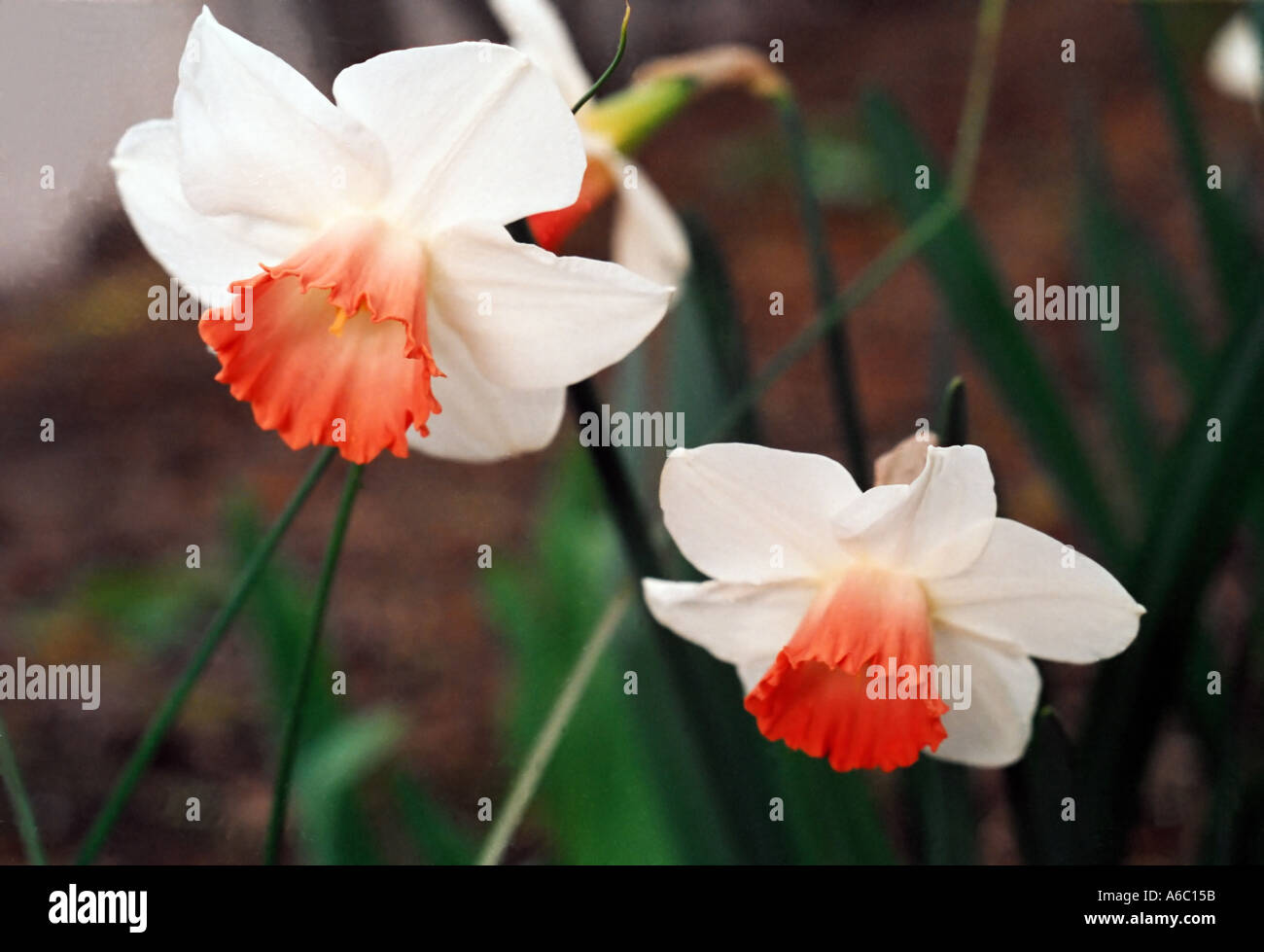 hybrid daffodil Stock Photo