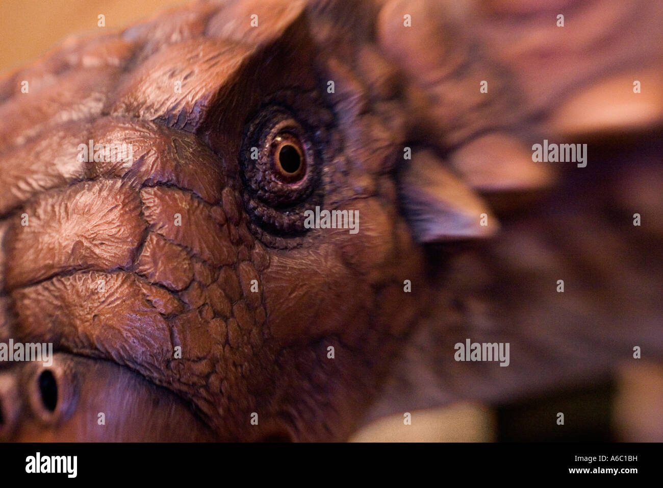Close up stock photo of a model of the Ankylosaurus rex dinosaur. Stock Photo