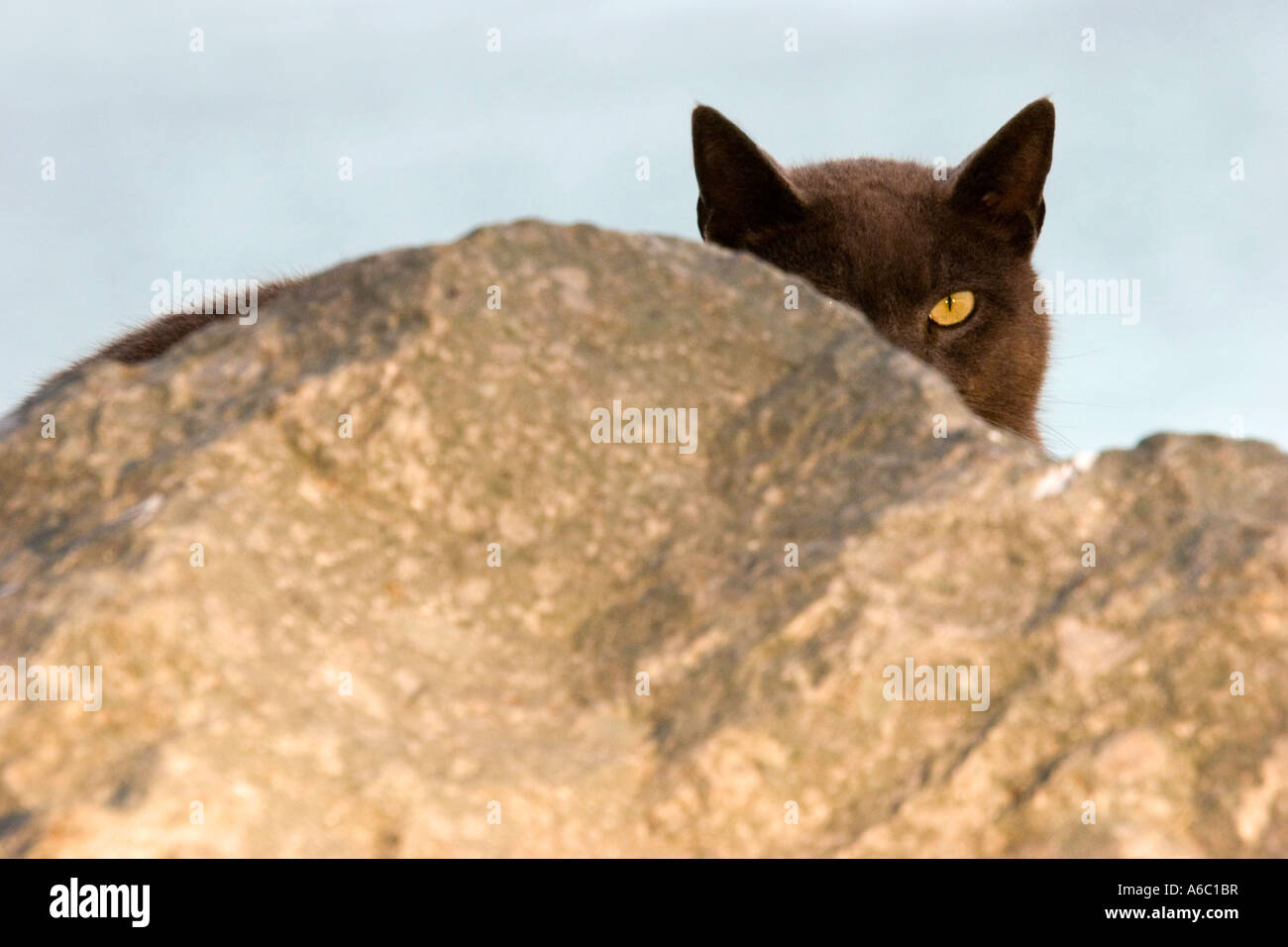 Stock photo of a black cat peeking above a large granite boulder, one yellow eye showing. Stock Photo