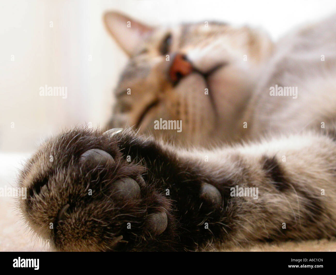 An amusing image of a cat asleep on its back with one large paw seen in sharp focus in the foreground. Stock Photo