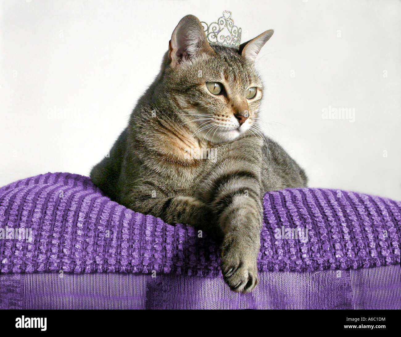 Humorous image of a striped cat sitting atop a royal purple cushion wearing a jeweled tiara or crown. Stock Photo