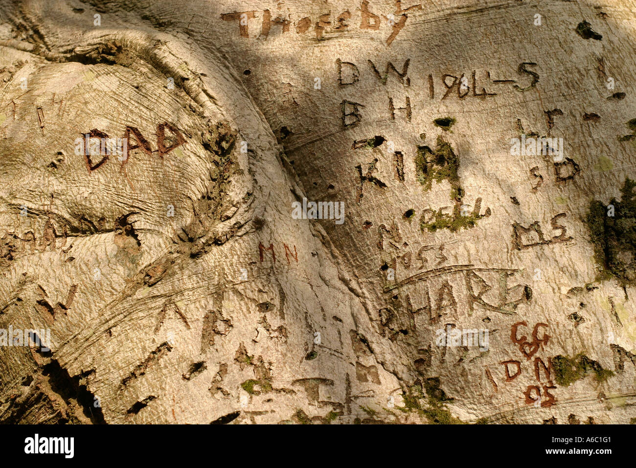 Tree bark with penknife graffiti Stock Photo