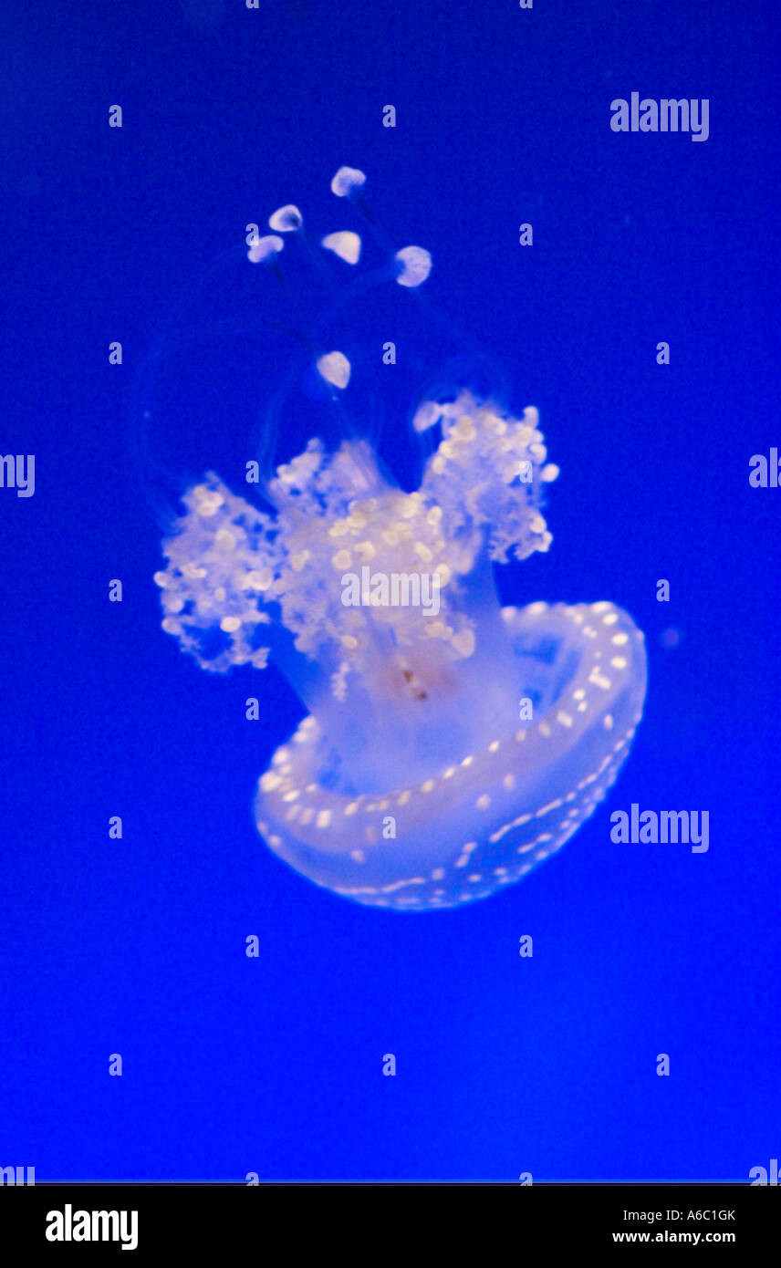 Jellyfish exhibit at Nausicaa aquarium in Boulogne sur mer, France Stock Photo