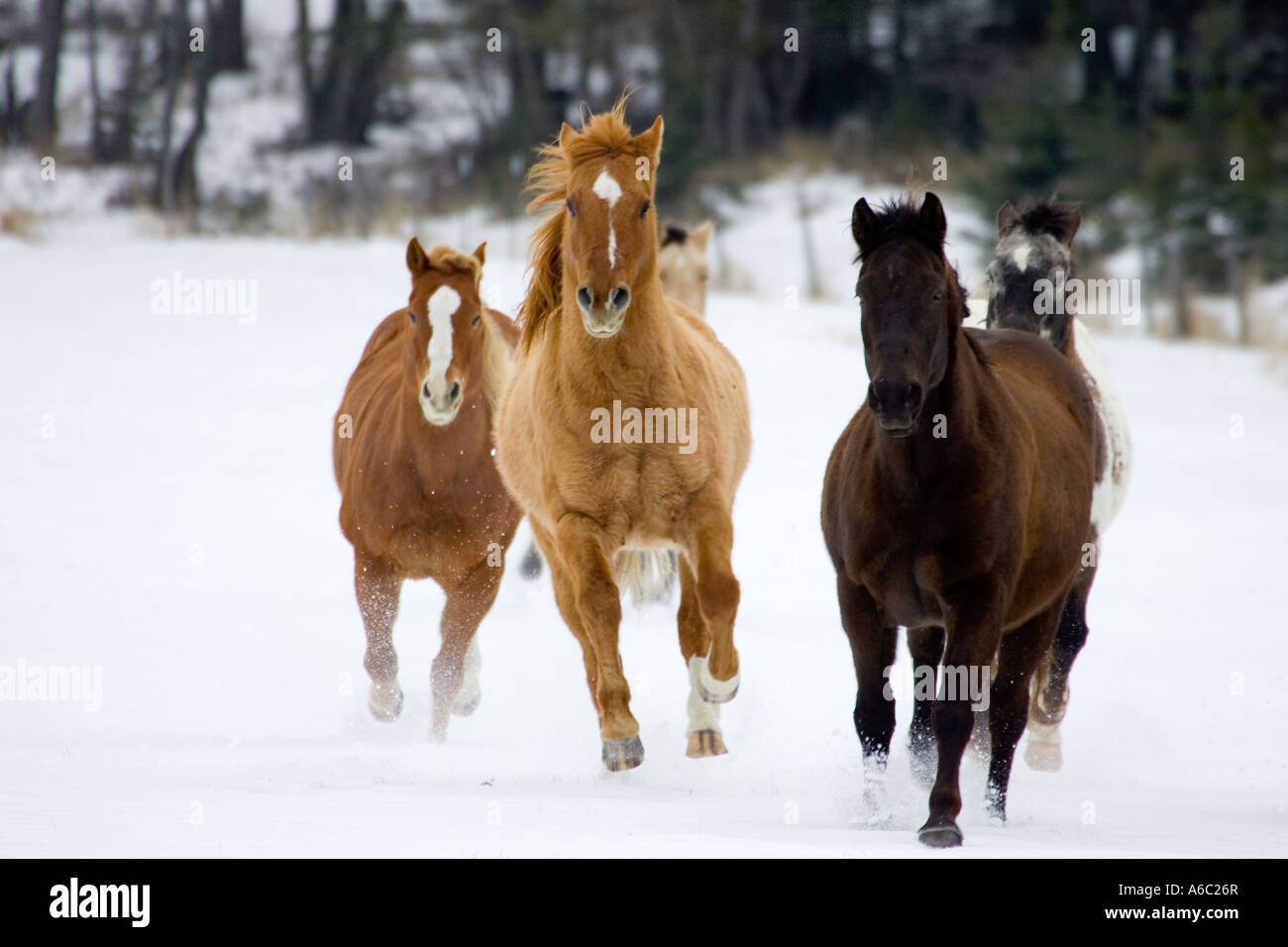 Scene from a horse round up in rural Montana Stock Photo - Alamy