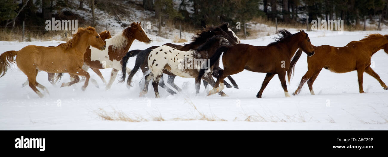 Scene from a horse round up in rural Montana Stock Photo - Alamy