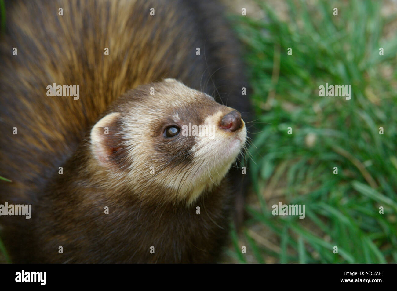 Polecats are nocturnal mustelids that hunt rodents, frogs etc .  They are closely related to ferrets. British Wildlife Centre Stock Photo