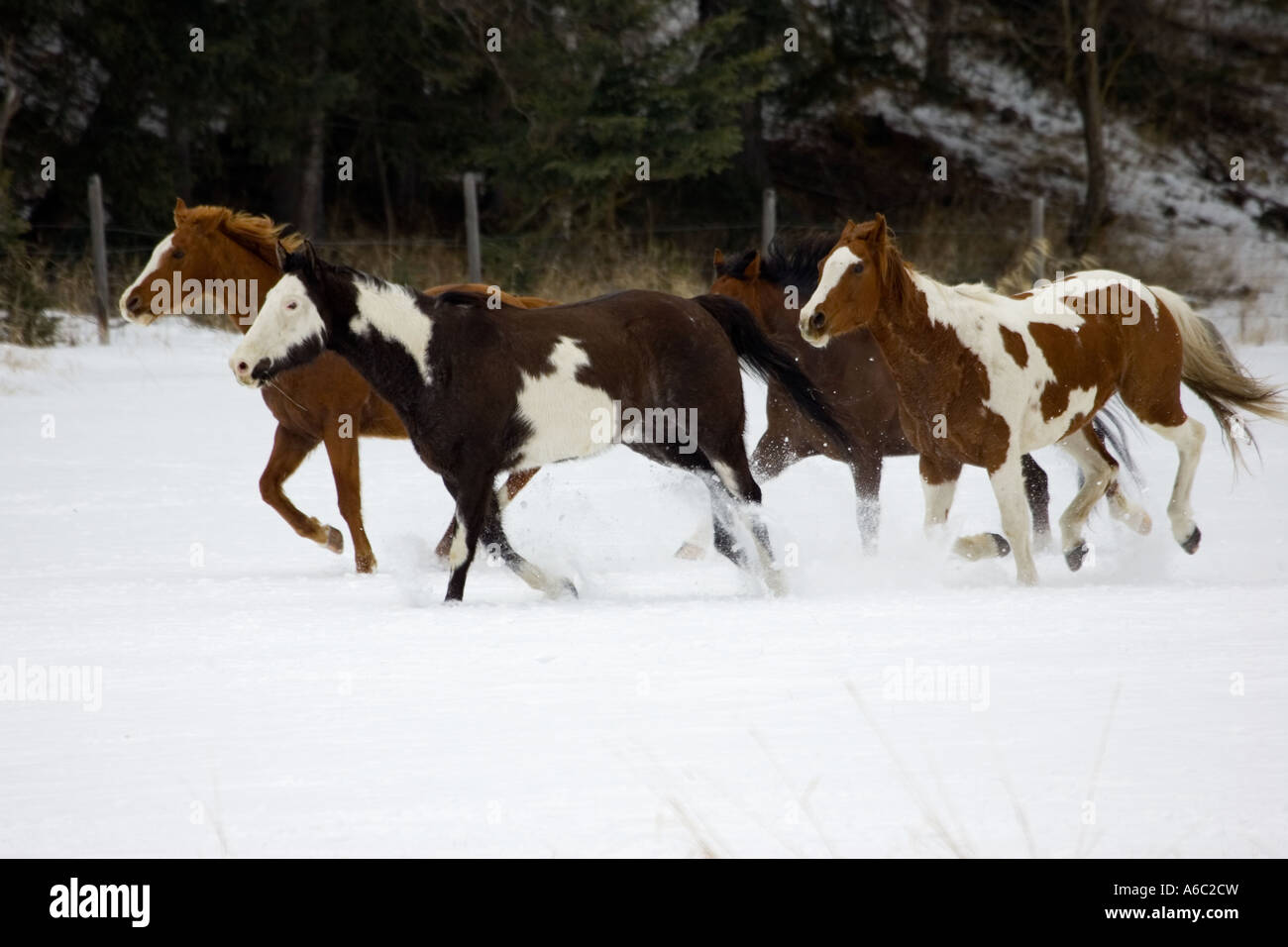 Scene from a horse round up in rural Montana Stock Photo - Alamy