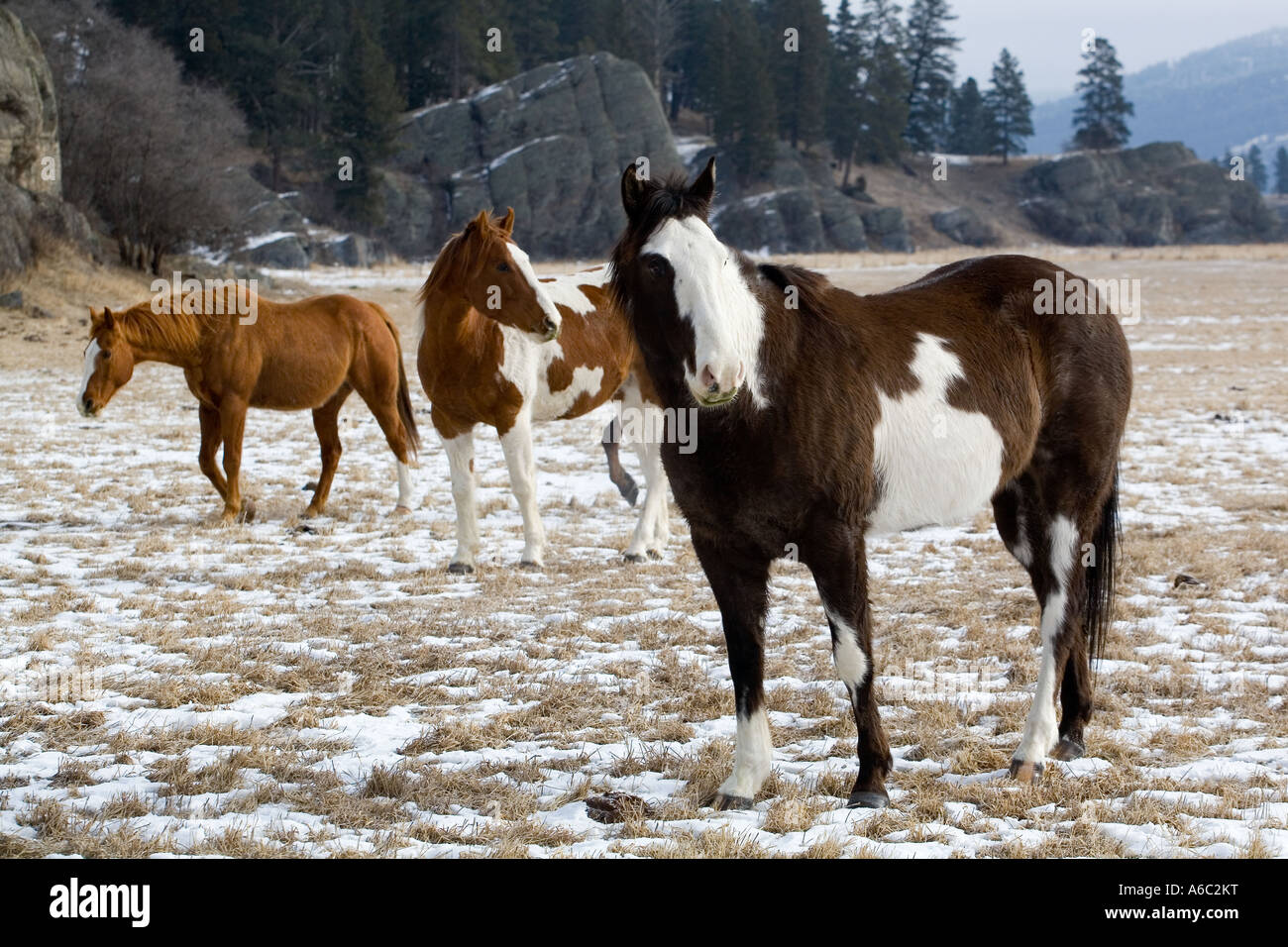Scene from a horse round up in rural Montana Stock Photo - Alamy