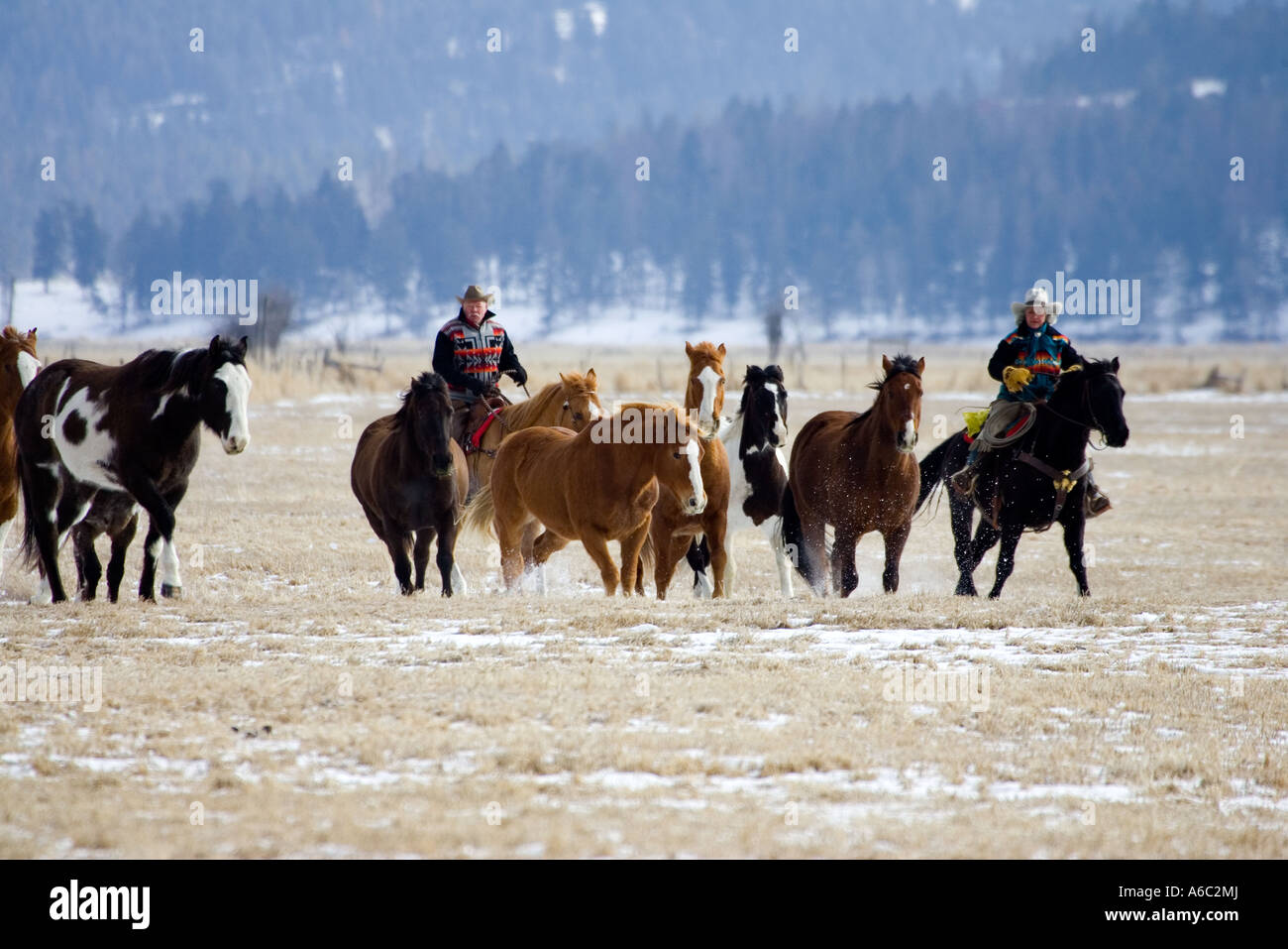 Scene from a horse round up in rural Montana Stock Photo - Alamy