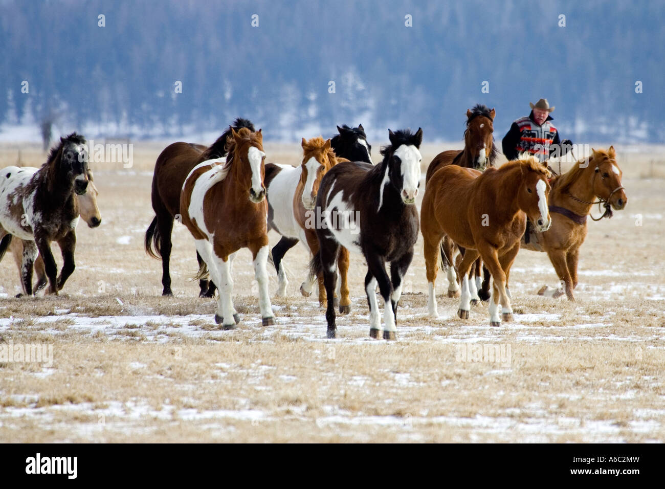 Scene from a horse round up in rural Montana Stock Photo - Alamy