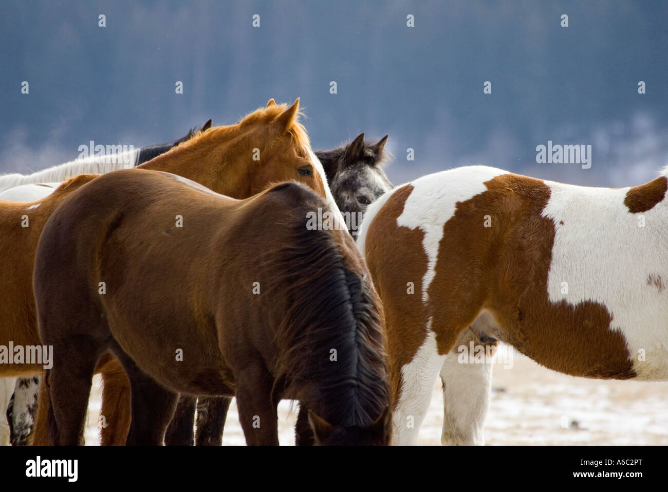 Scene from a horse round up in rural Montana Stock Photo - Alamy