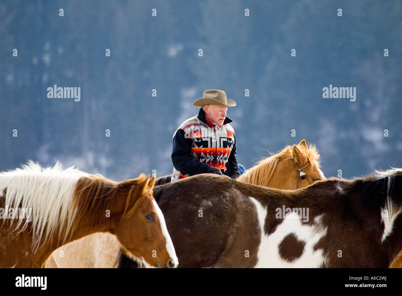 Scene from a horse round up in rural Montana Stock Photo - Alamy