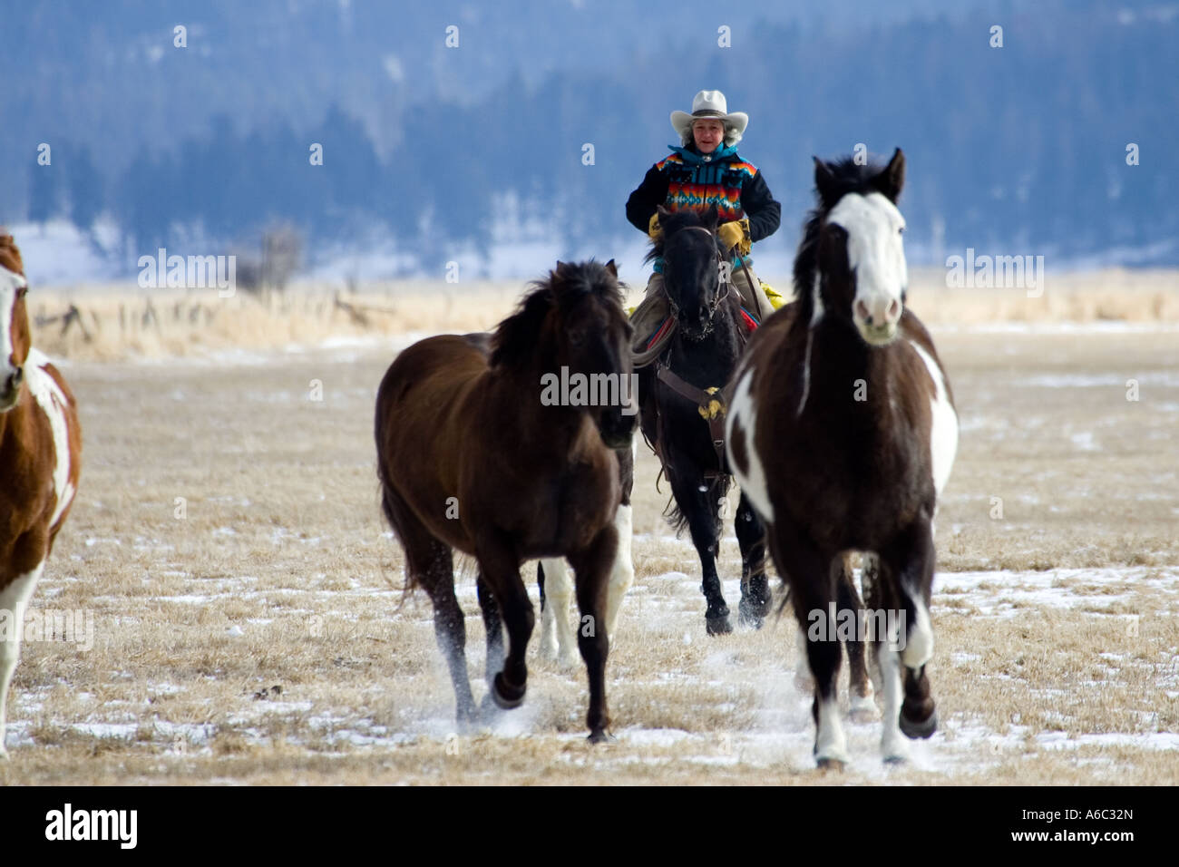 Scene from a horse round up in rural Montana Stock Photo - Alamy