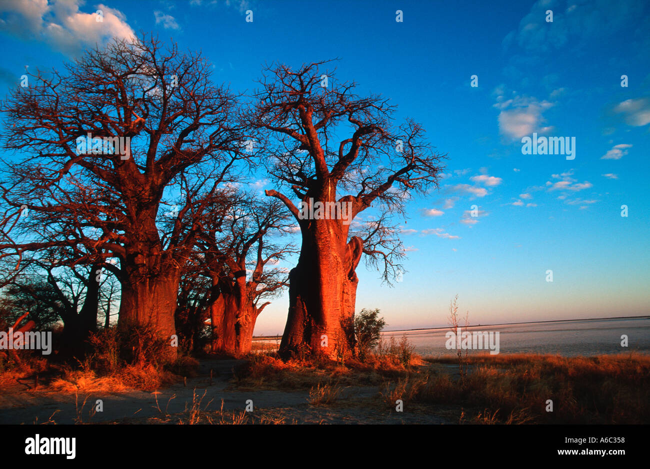 Baobab trees Adansonia digitata Baines Baobabs Nxai Pan National Park Makgadikgadi Pans Botswana Stock Photo