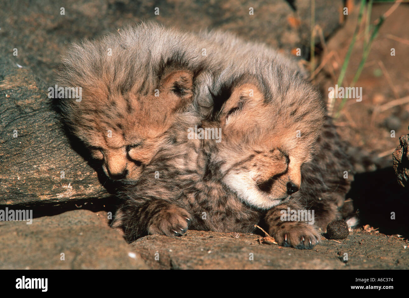 Cheetah Acinonyx jubatus Young cubs hidden by mother for protection Africa Middle East Stock Photo