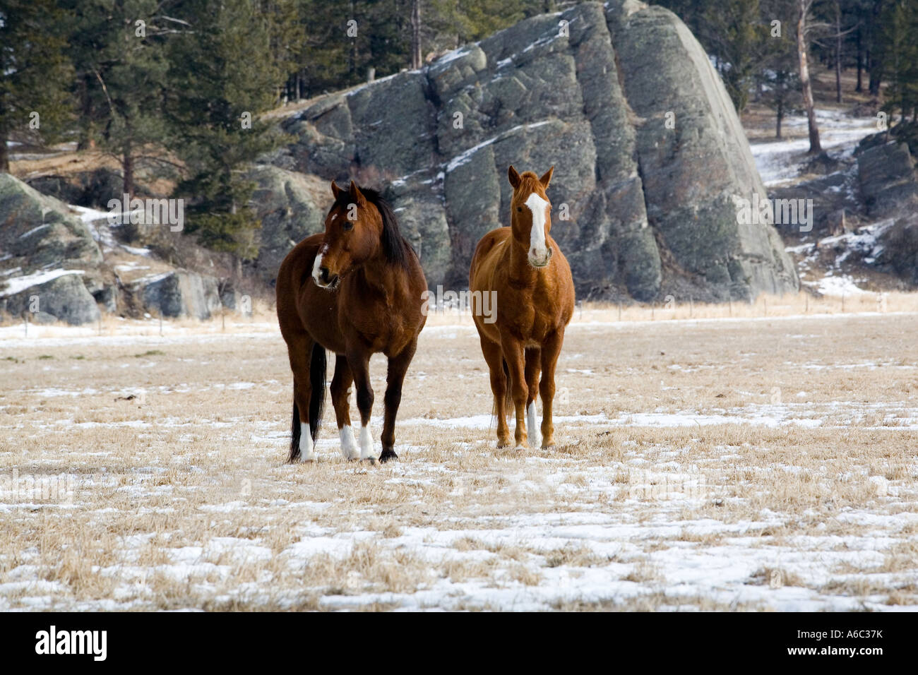 Scene from a horse round up in rural Montana Stock Photo - Alamy