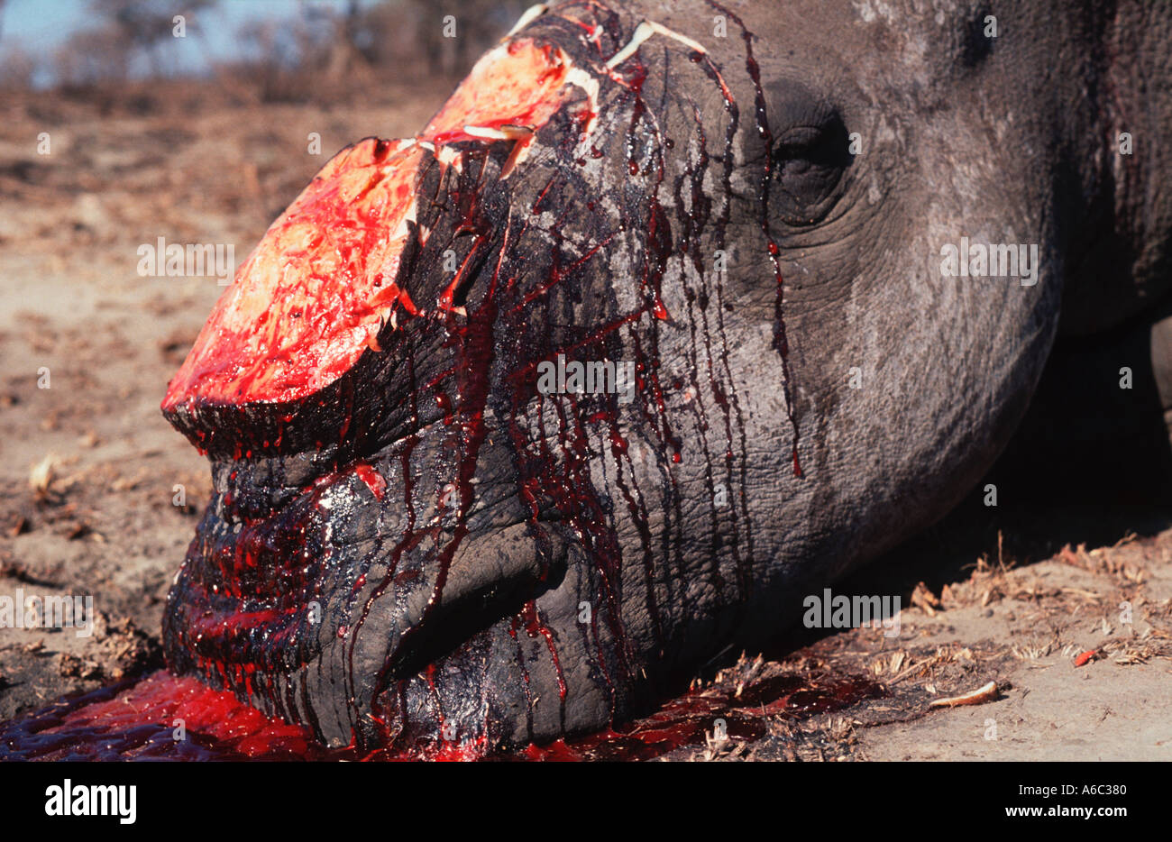 White rhino Ceratotherium simum Killed by poachers for horn South Africa Stock Photo