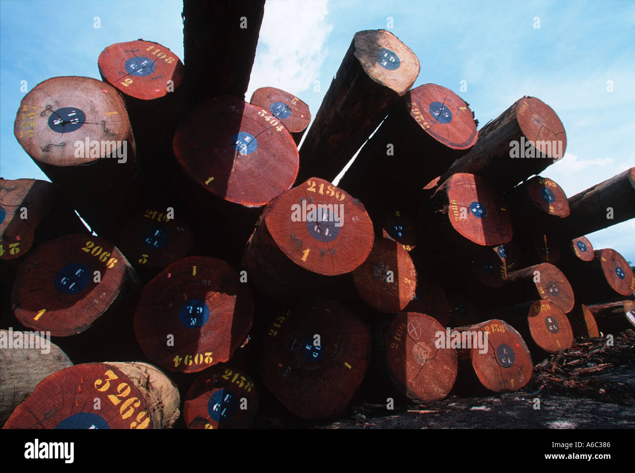 Conservation Issues Rainforest logs await export at logging camp in the forest Gabon Central Africa Stock Photo