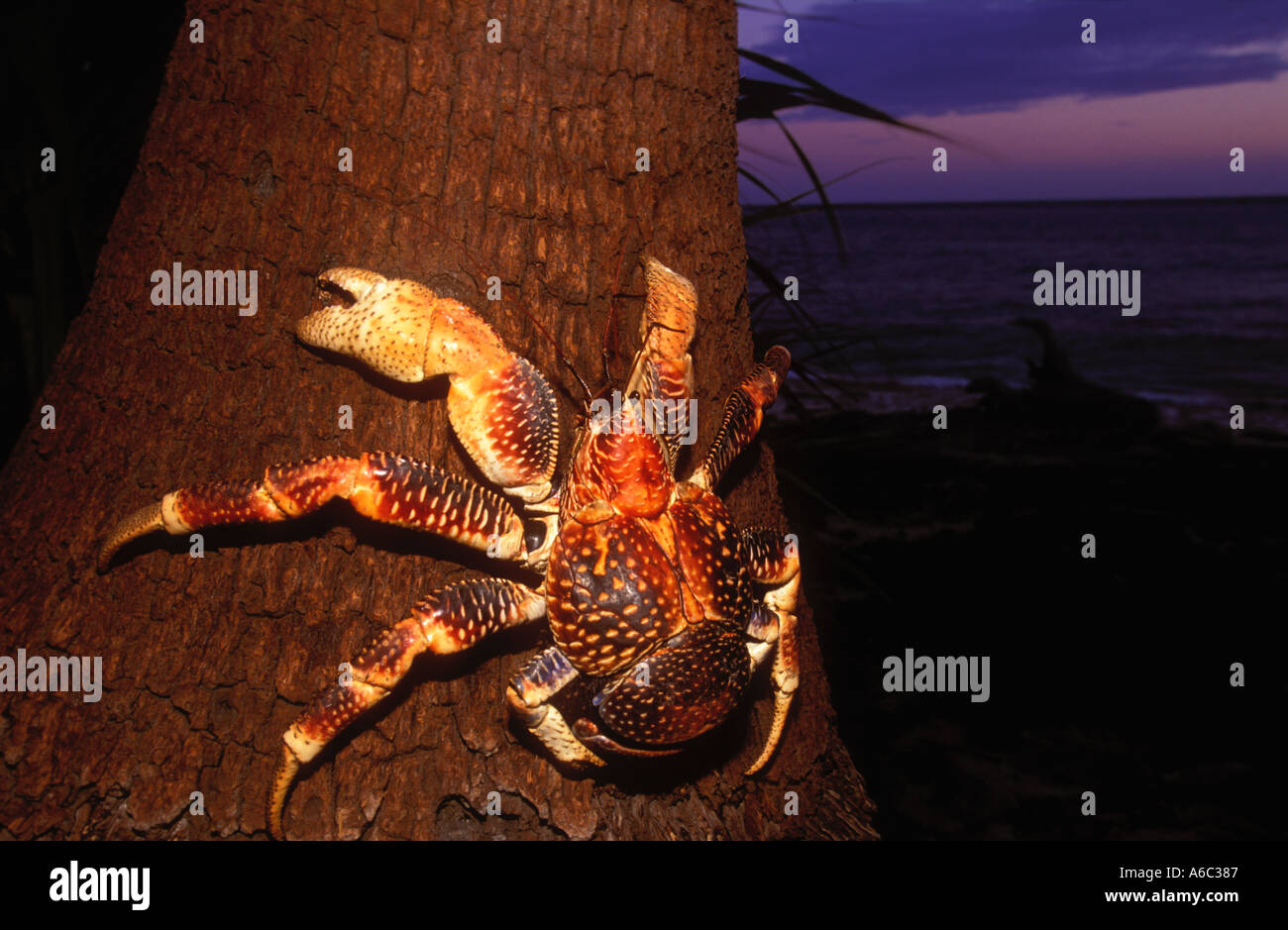 Coconut Robber Crab Birgus latro World s largest land crustacean A