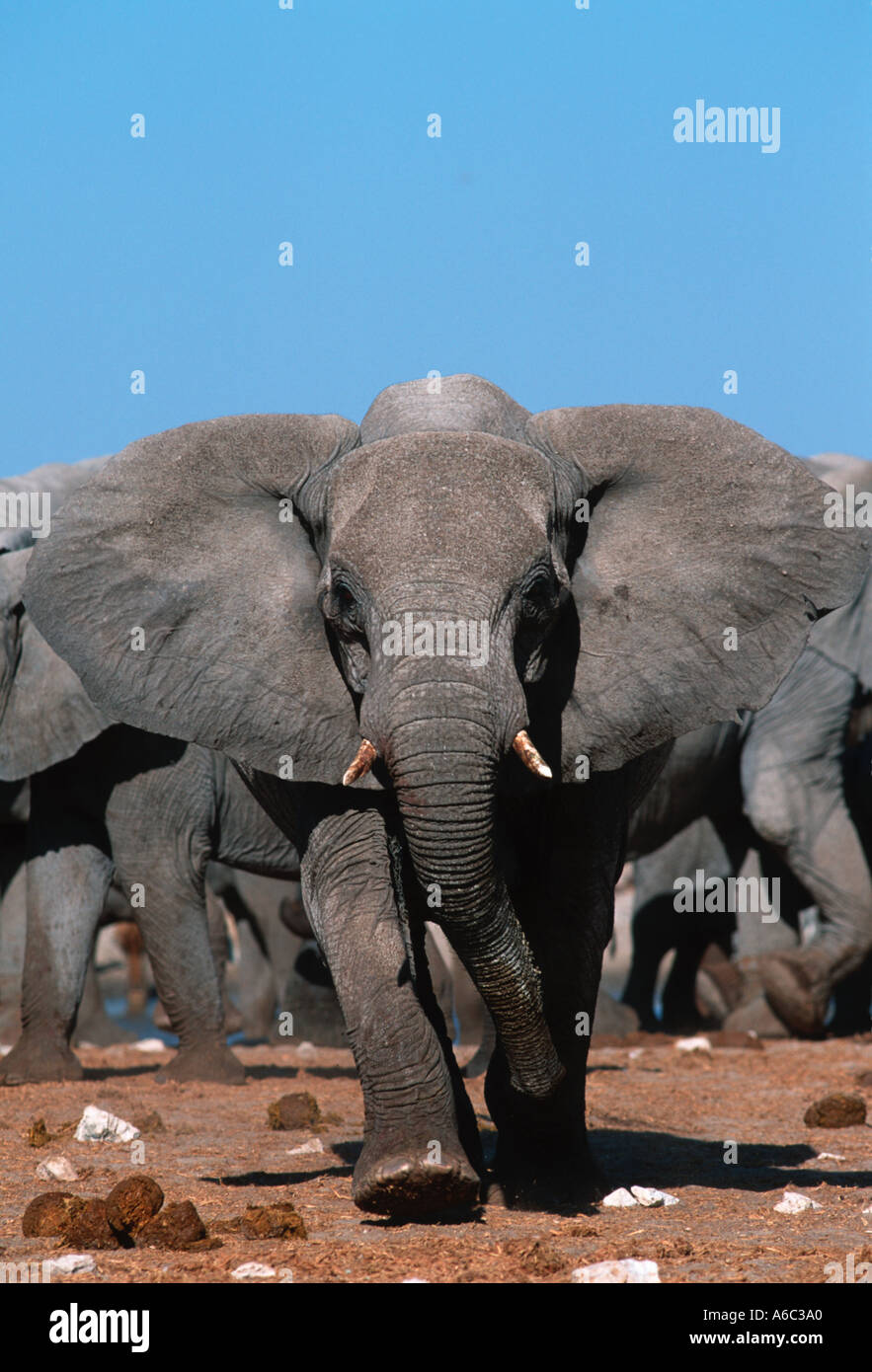 African elephant Loxodonta africana Charging elephant in aggressive