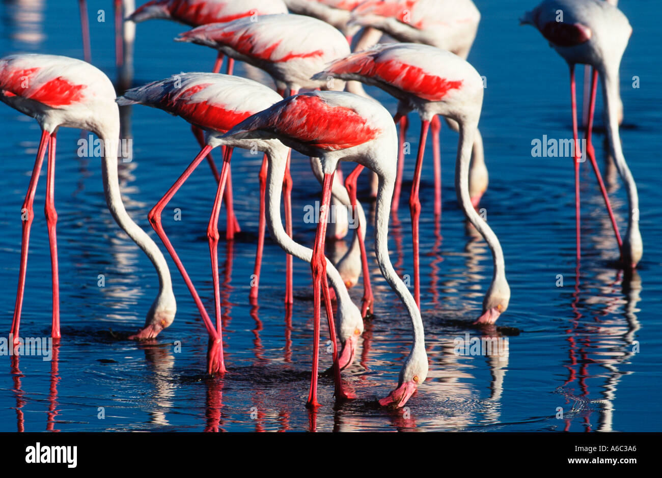 Greater Flamingo Phoenicopterus ruber Feeding Africa Southern Eurasia Americas Stock Photo